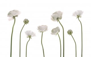 Фотообои 2 Дизайнерские цветы, арт. 27579