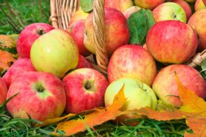 Фотообои 2 Еда и напитки, арт. 11495