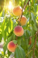 Фотообои 2 Еда и напитки, арт. 25842