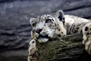 Фотообои 2 Животные, арт. 427