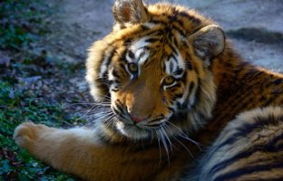 Фотообои 2 Животные, арт. 453