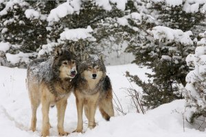 Фотообои 2 Животные, арт. 13046