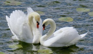 Фотообои 2 Животные, арт. 21324