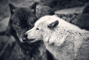 Фотообои 2 Животные, арт. 29767