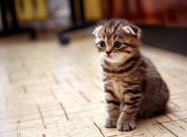 Фотообои 2 Животные, арт. 4809