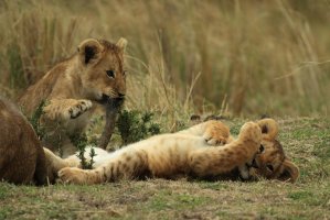 Фотообои 2 Животные, арт. 5881