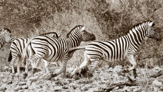 Фотообои 2 Животные, арт. 8618