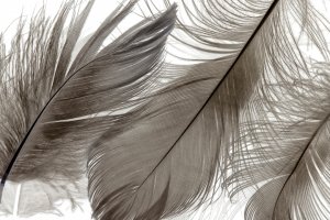Фотообои 2 Перья, арт. 22856