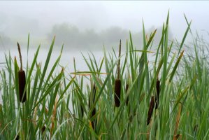 Фотообои 2 Природа, арт. 10141