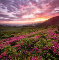 Фотообои 2 Природа, арт. 21266