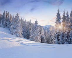 Фотообои 2 Природа, арт. 23274