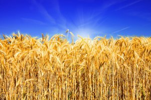 Фотообои 2 Природа, арт. 25074