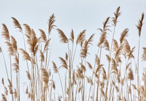 Фотообои 2 Природа, арт. 25310