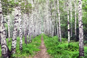 Фотообои 2 Природа, арт. 25588