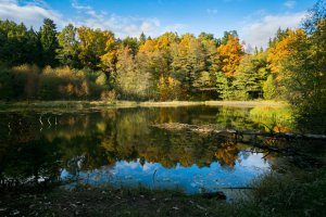 Фотообои 2 Природа, арт. 26816