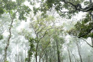 Фотообои 2 Природа, арт. 28247