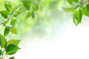 Фотообои 2 Природа, арт. 28421