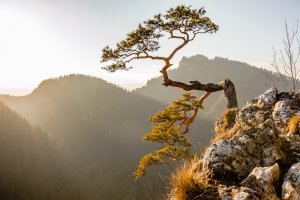 Фотообои 2 Природа, арт. 29522