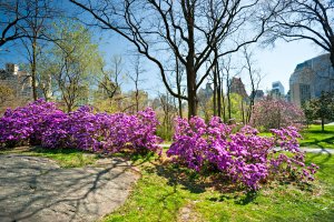 Фотообои 1 Страны, арт. 99533198