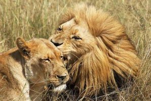 Фрески «Фрески ua», модульное панно Животные арт. F-23013