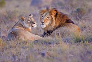 Фрески «Фрески ua», модульное панно Животные арт. F-23015