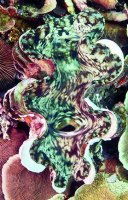 Обои Decoprint, колл. Mood арт. MD902017