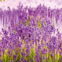 Панно Grandeco, колл. One Roll One Motif арт. A35901