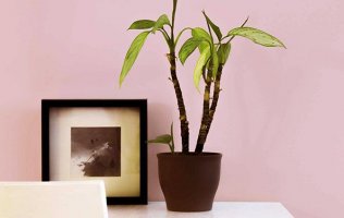 Обои Sandudd, колл. Vallila арт. 4986-3