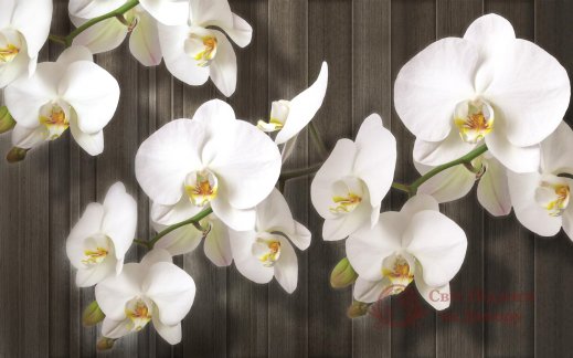 Фотообои 2 3D, арт. 20031 фото №1