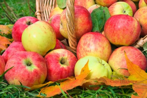 Фотообои 2 Еда и напитки, арт. 11495 фото №1