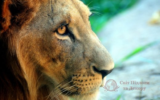 Фотообои 2 Животные, арт. 445 фото №1