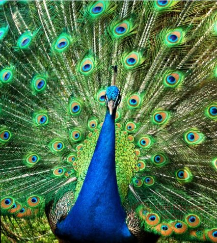 Фотошпалери 2 Тварини, арт. 13676 фото №1