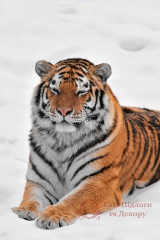 Фотошпалери 2 Тварини, арт. 13740 фото №1