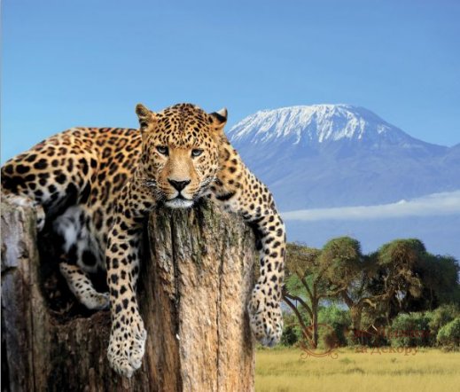 Фотообои 2 Животные, арт. 19483 фото №1