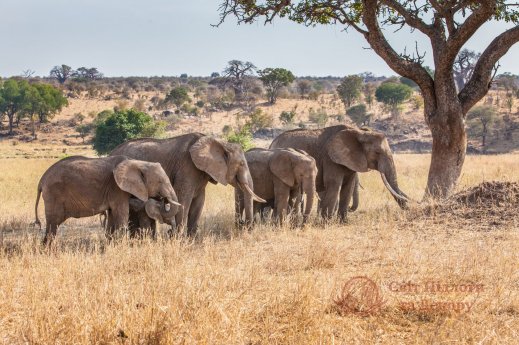 Фотошпалери 2 Тварини, арт. 20601 фото №1