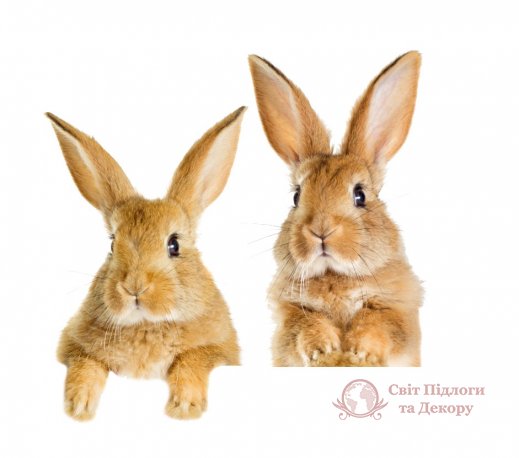 Фотообои 2 Животные, арт. 26956 фото №1