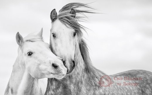 Фотошпалери 2 Тварини, арт. 28962 фото №1