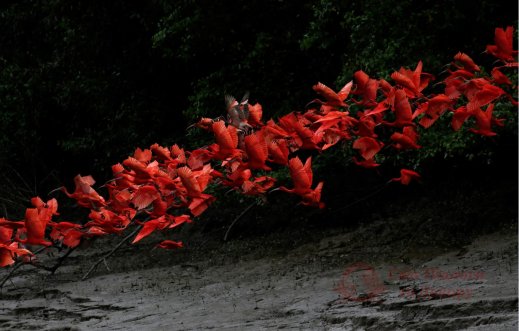 Фотообои 2 Животные, арт. 30002 фото №1 Фотообои 2 Животные, арт. 30002 фото №1