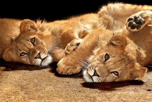 Фотообои 2 Животные, арт. 3240 фото №1 Фотообои 2 Животные, арт. 3240 фото №1