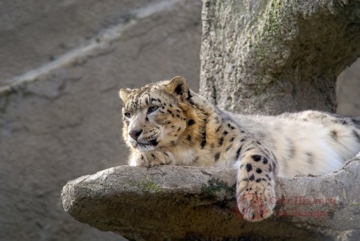 Фотошпалери 2 Тварини, арт. 7920 фото №1