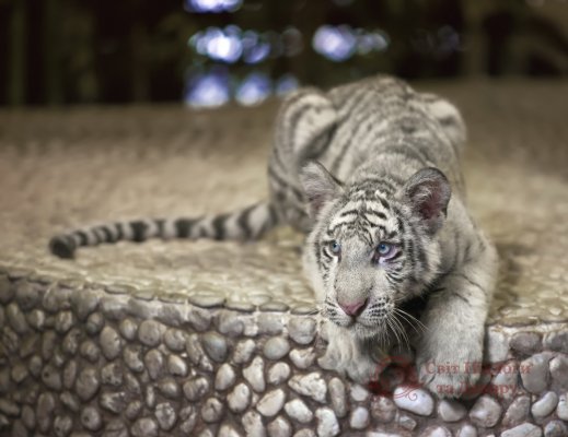 Фотообои 2 Животные, арт. 8467 фото №1