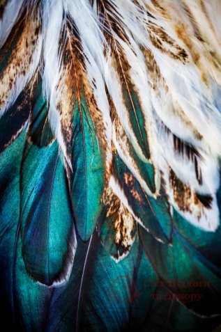 Фотошпалери 2 Пір'я, арт. 24796 фото №1