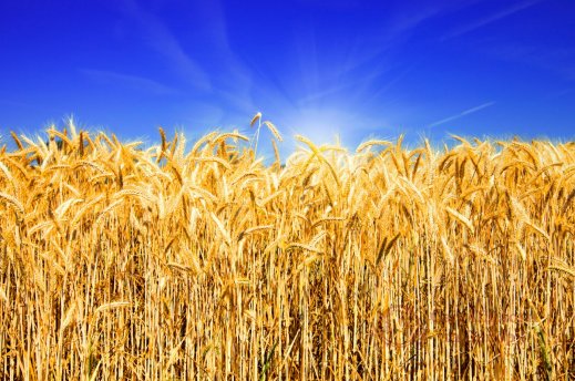 Фотообои 2 Природа, арт. 25074 фото №1