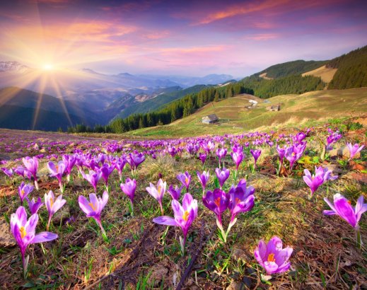 Фотообои 2 Природа, арт. 25206 фото №1 Фотообои 2 Природа, арт. 25206 фото №1