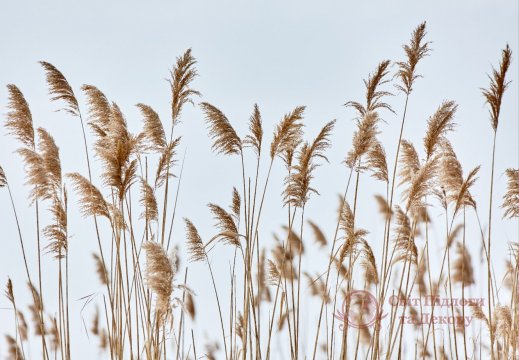 Фотообои 2 Природа, арт. 25310 фото №1