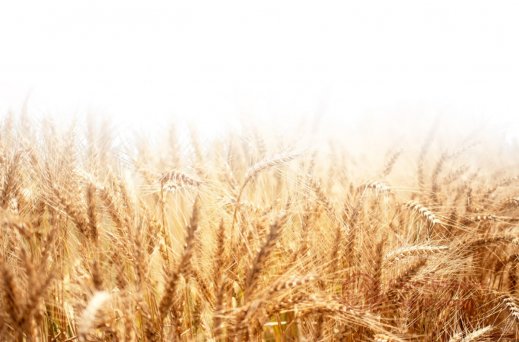 Фотообои 2 Природа, арт. 25394 фото №1