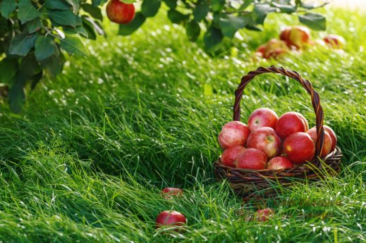 Фотообои 2 Природа, арт. 27820 фото №1