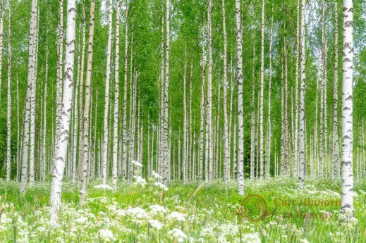 Фотошпалери 2 Природа, арт. 27962 фото №1