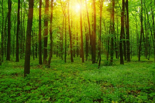 Фотошпалери 2 Природа, арт. 28459 фото №1