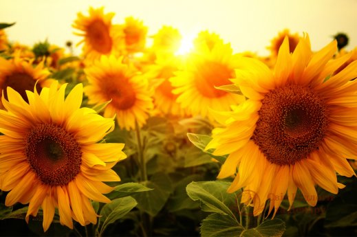 Фотообои 2 Природа, арт. 31136 фото №1